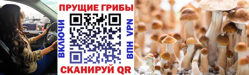 Галлюциногенные грибы Psilocybine cubensis Кузнецк